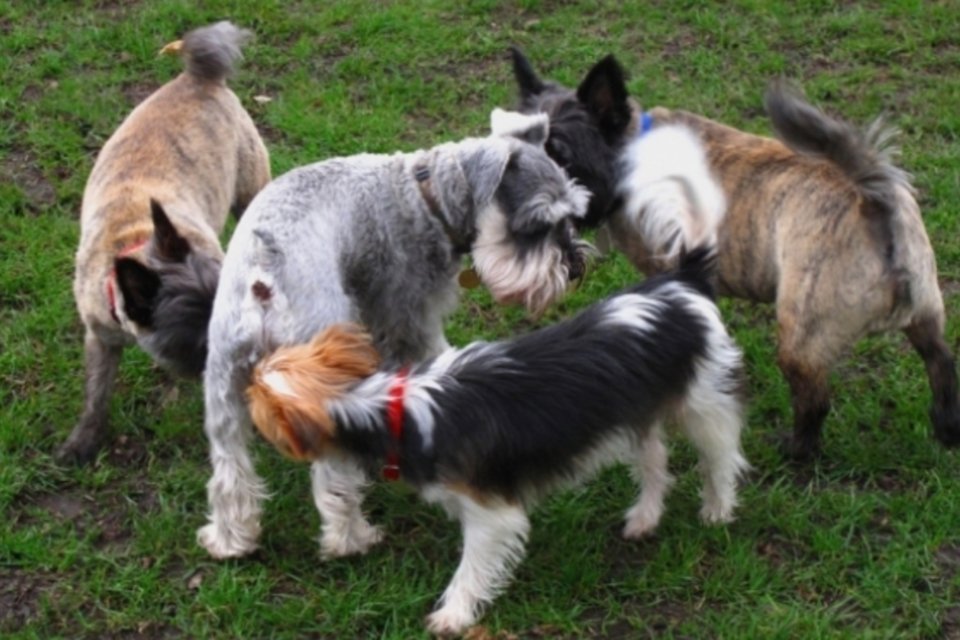 Por que os cães gostam de cheirar o rabo uns dos outros?