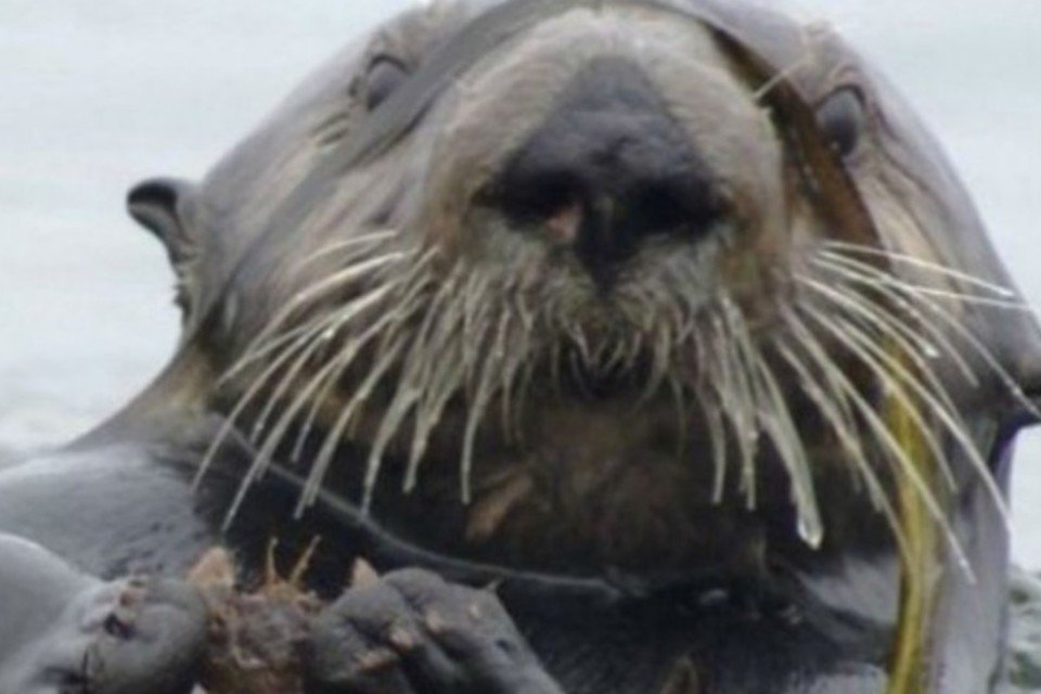 Lontras recuperam estuário californiano ameaçado pelas algas