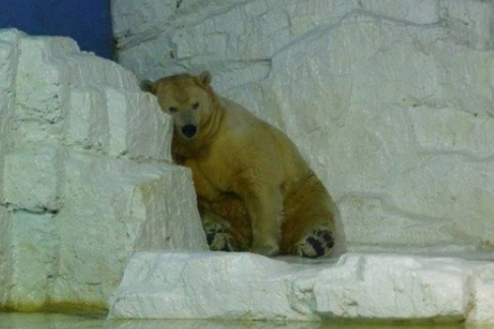 Conheça a história de Arturo, o urso polar mais triste do mundo