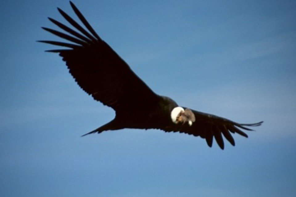 Condores são encontrados intoxicados entre Chile e Argentina