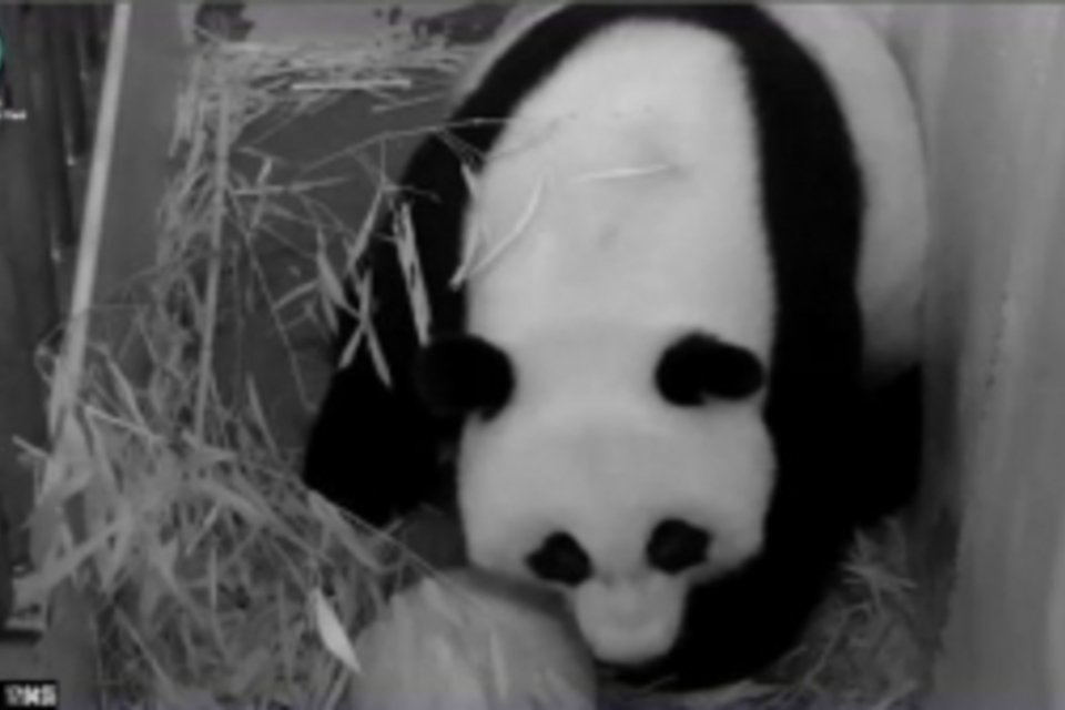 Urso panda gigante nasce em zoo de Washington