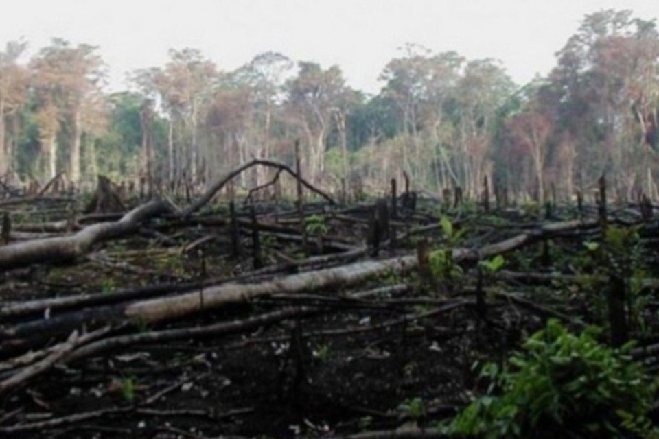 Desmatamento na Amazônia sobe 35% em um ano