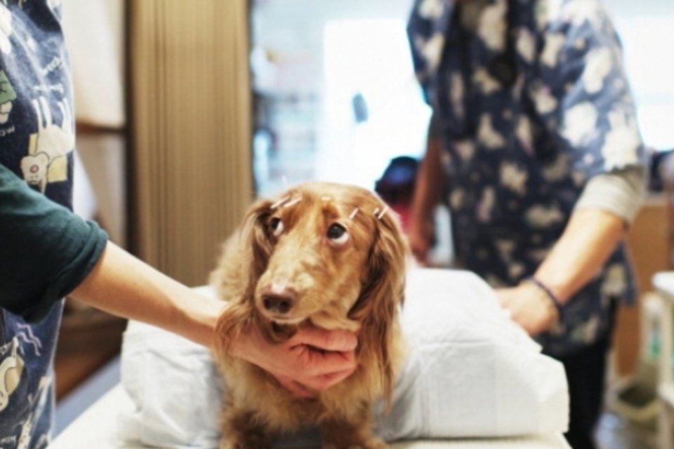 São Paulo vai receber 2º hospital público para cães