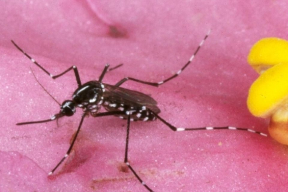 Dengue avança 55% em uma semana em SP