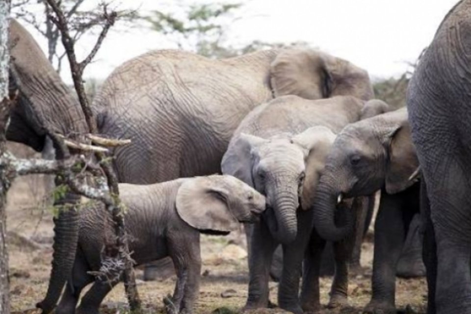Marcha pelos Elefantes quer salvar animais da extinção