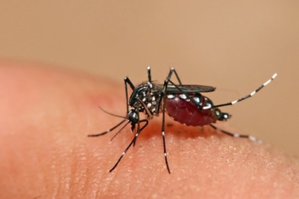 Em SP, água armazenada faz casos de dengue triplicarem em janeiro