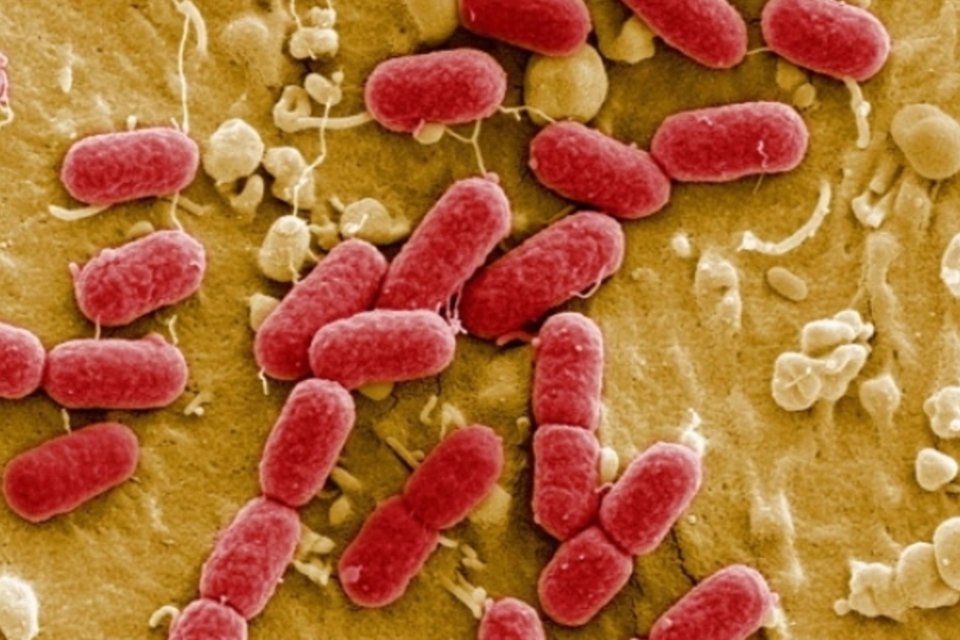 Cientistas descobrem novo antibiótico após 25 anos sem novidades