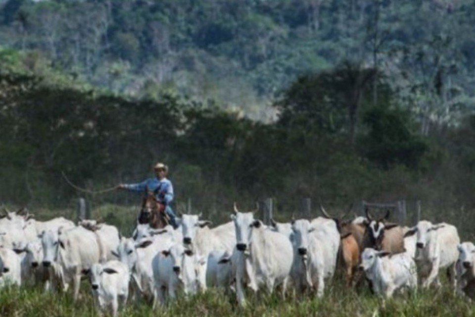Gado ecológico produz carne e couro sem destruir a Amazônia