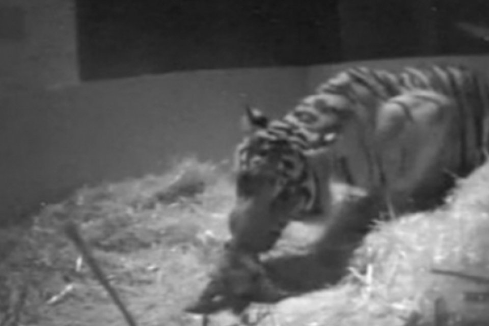 Nascimento de tigre em zoo de Londres é filmado