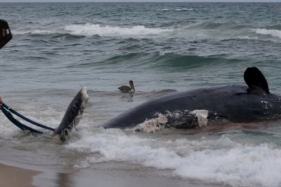 Japão aumentará esforços para retomar caça comercial de baleias