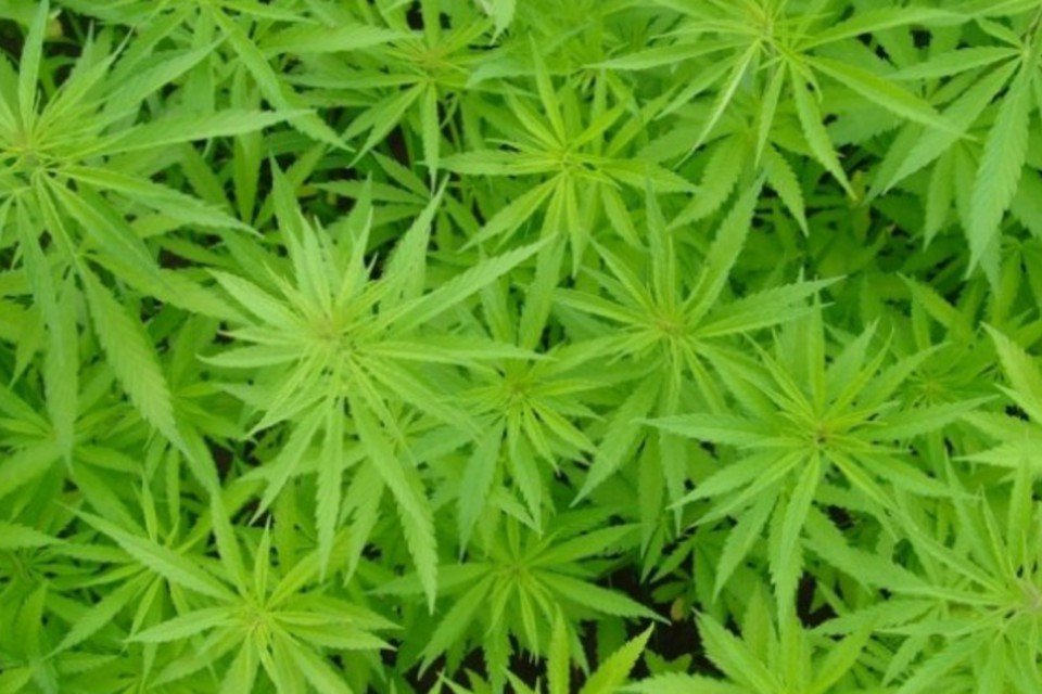 Maconha: da clandestinidade a tempero do peru de Ação de Graças