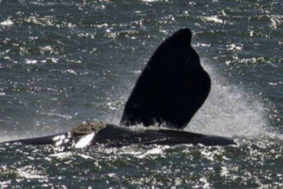 Brasil se une a vizinhos para incentivar avistamento de baleias