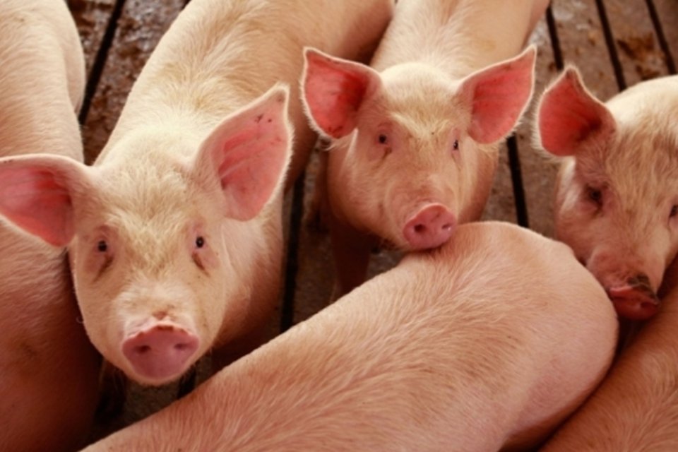 Consumo de carne cai 9% na última década nos EUA