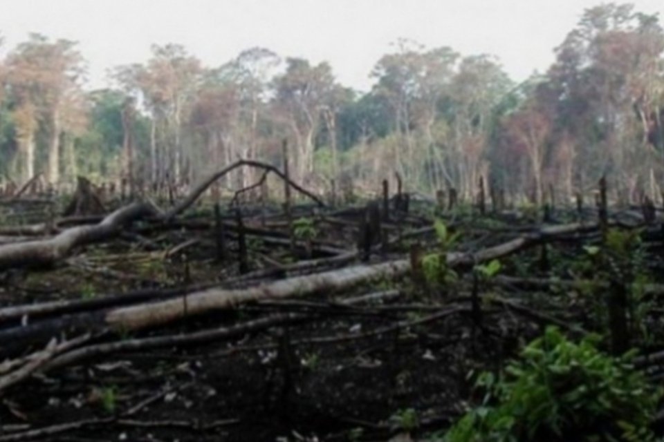 PF e Ibama fazem operação contra crimes ambientais na Amazônia