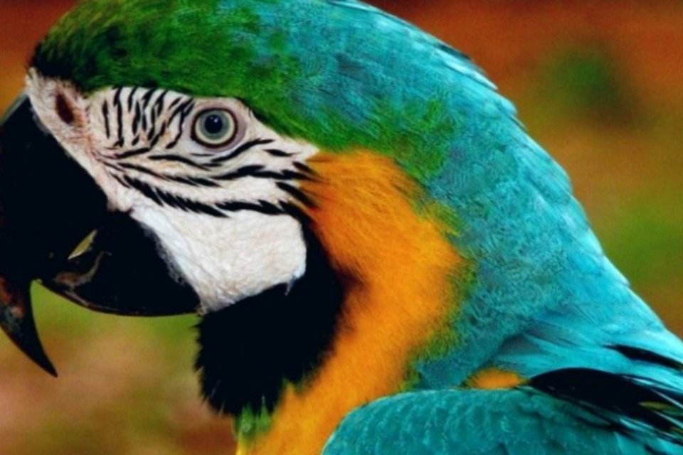 Região amazônica terá plano de ciência e tecnologia, diz Raupp