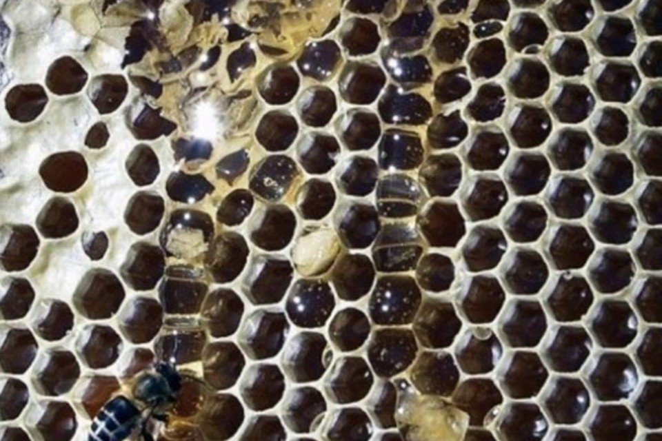 Como os favos das abelhas viram hexágonos