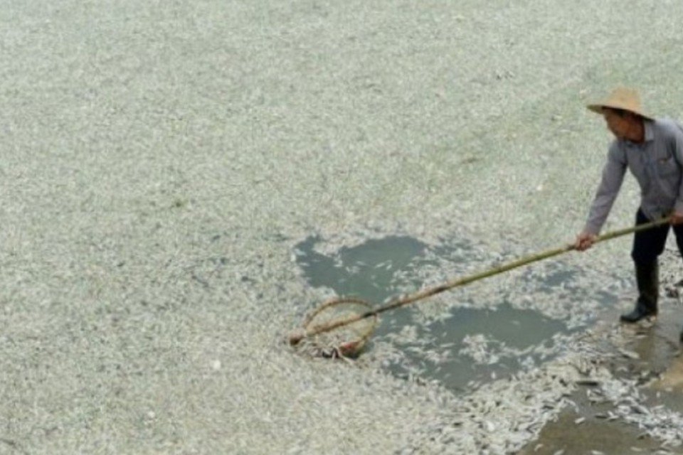 Milhares de peixes morrem em vazamento químico na China