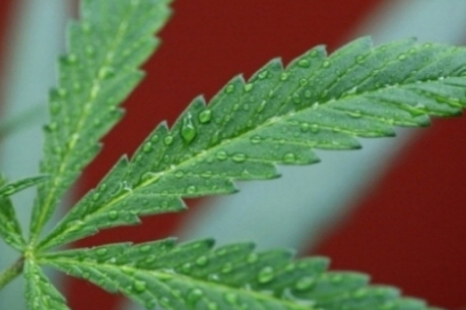 Senador elabora parecer para apoiar regulamentação do uso medicinal da maconha