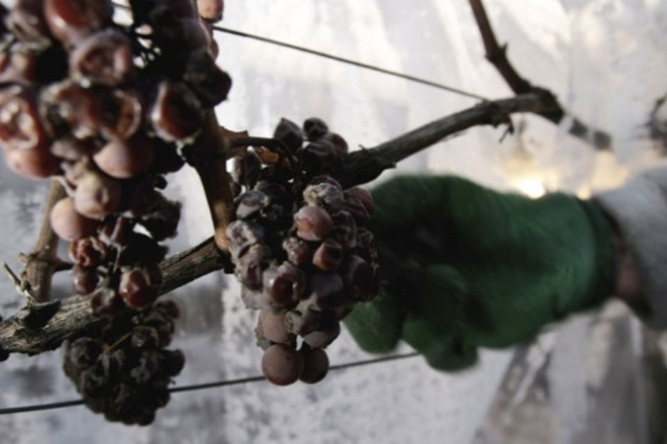 Canadá tira partido das baixíssimas temperaturas com "vinho do gelo"