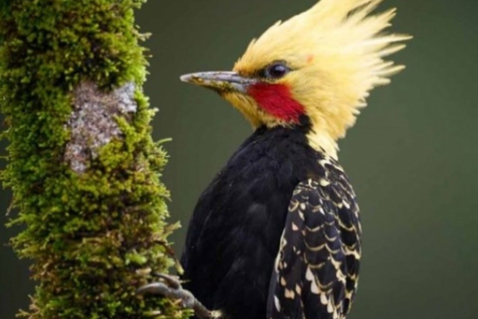 Livro revela biodiversidade da Mata Atlântica preservada