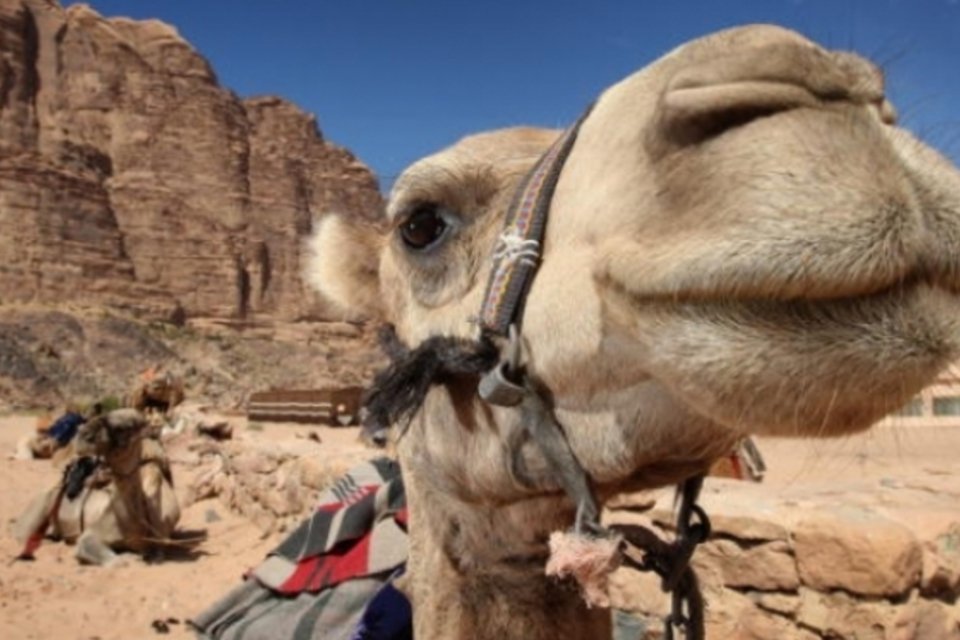 Tecnologia deixa camelos obsoletos na Índia
