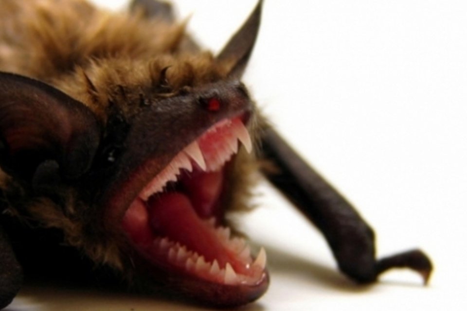 Morcegos preocupam autoridades por transmitir Ebola