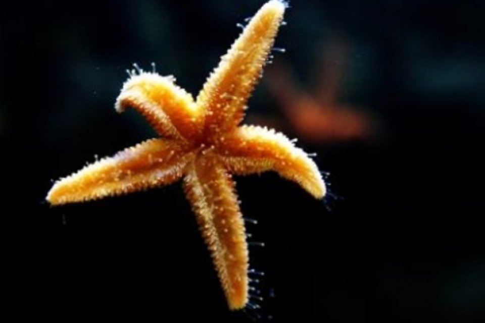 Milhões de estrelas-do-mar morrem misteriosamente nos EUA