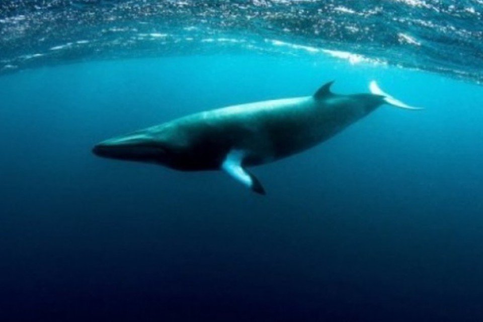 Estudo inédito no mundo rastreia baleias-minke-anãs