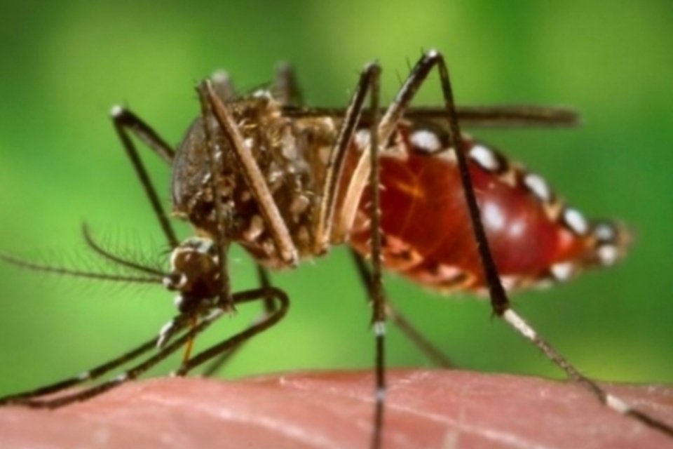 Sistema Monitora Dengue deverá ser usado em todo o estado do Rio de Janeiro até o fim do ano
