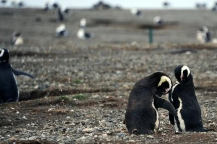 Pinguins (afp.com)