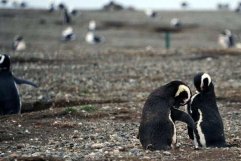 Paraíso dos pinguins é ameaçado pelo aquecimento global
