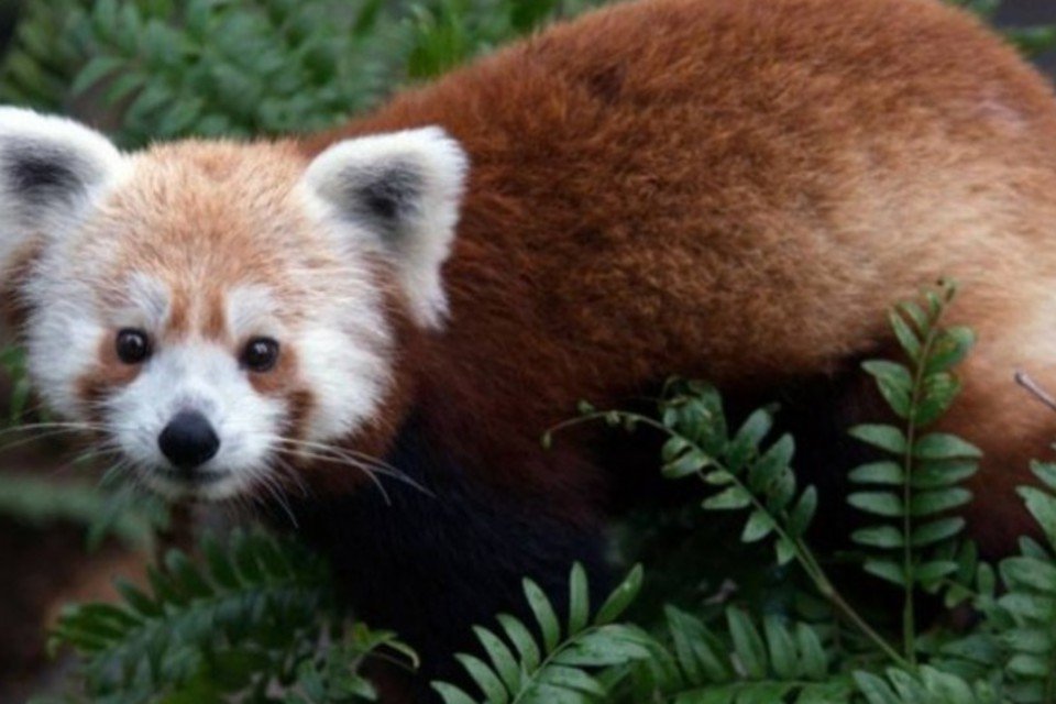 Zoológico procura panda-vermelho desaparecido