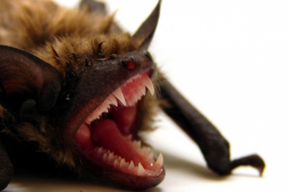 Onda de calor provoca "chuva" de morcegos mortos na Austrália
