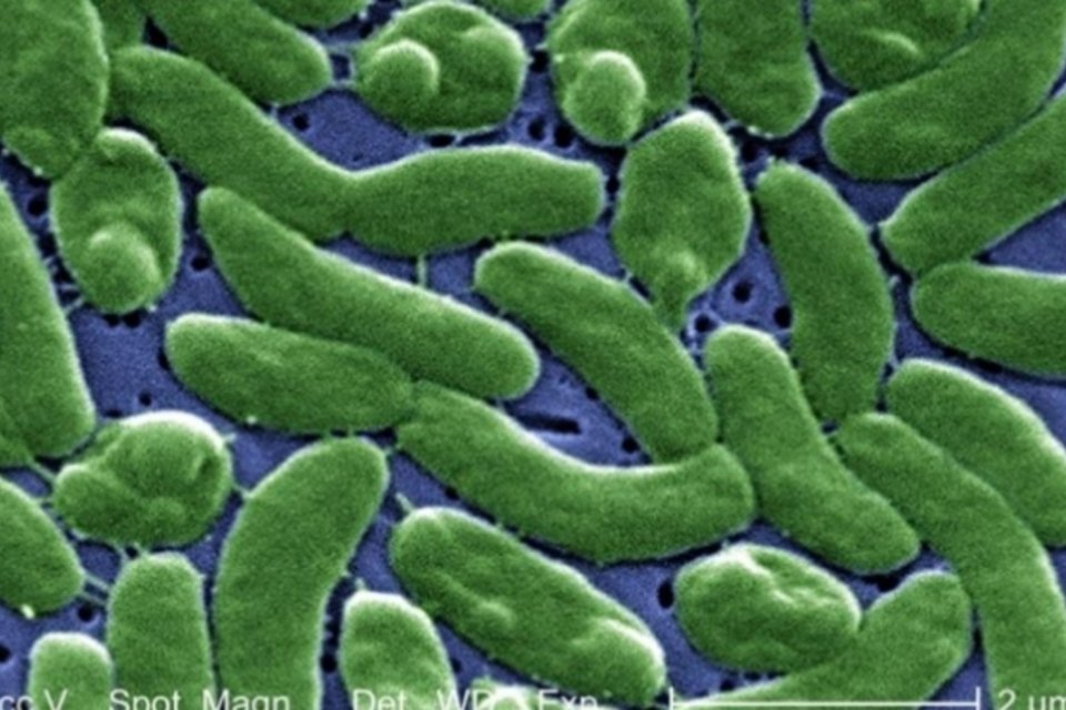 Bactéria que devora carne humana matou 2 e infectou 11 este ano