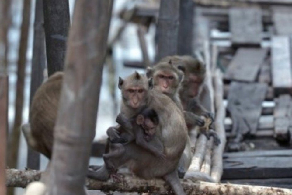 Macacos assediam povoado da Tailândia