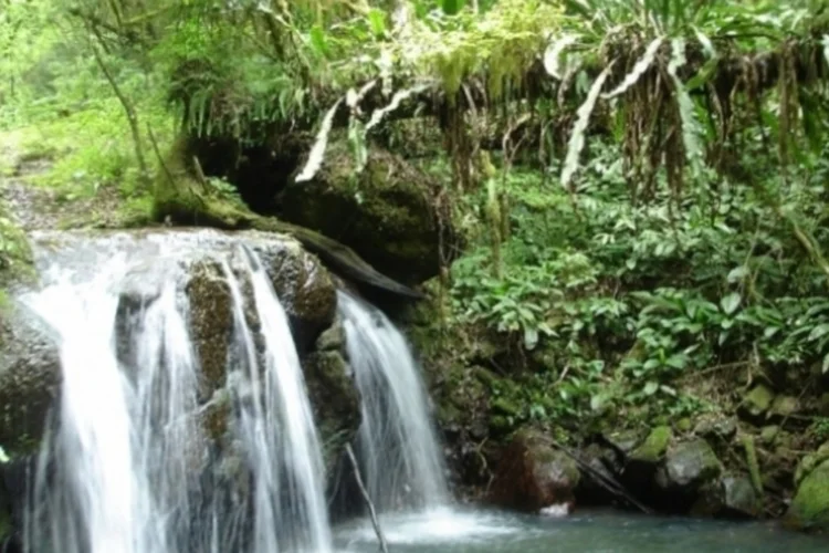 Mata Atlântica (Wikimedia Commons)