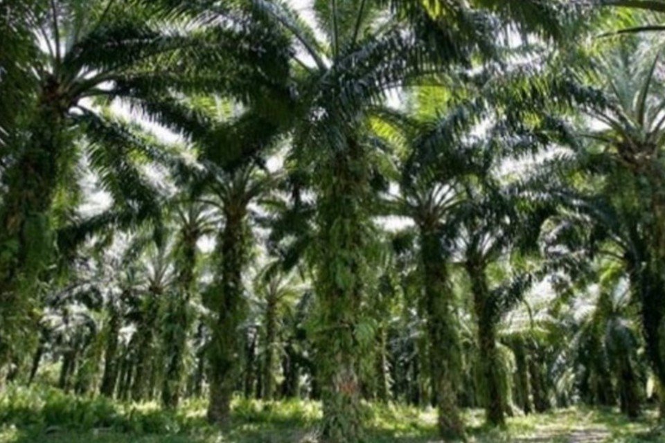 Genoma do óleo de palma tem gene essencial