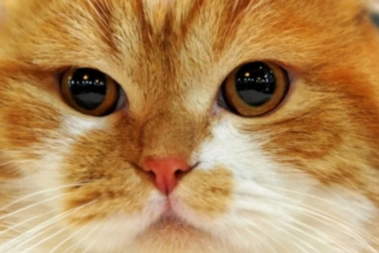 gatos (Getty Images/Reprodução)