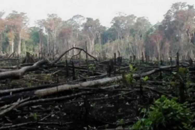 Desmatamento (Getty Images)