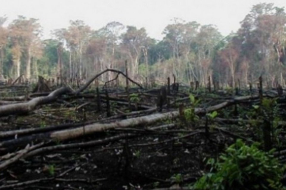Após 4 anos, desmatamento na Amazônia volta a crescer