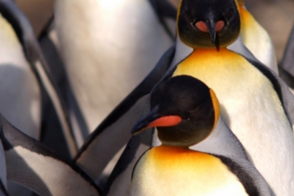 Novo tipo de vírus da gripe é descoberto em pinguins na Antártica