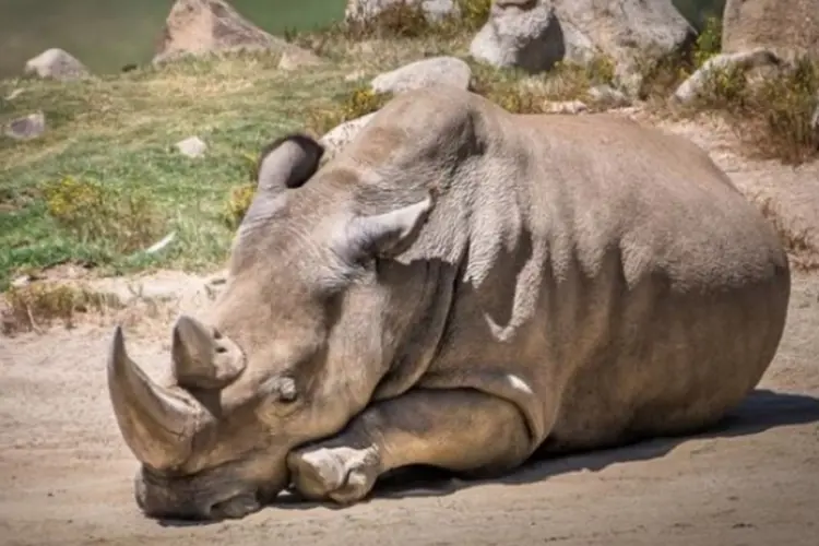 rinoceronte (Divulgação/San Diego Zoo Safari Park)