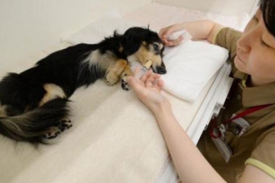 Tóquio terá centro para cães idosos