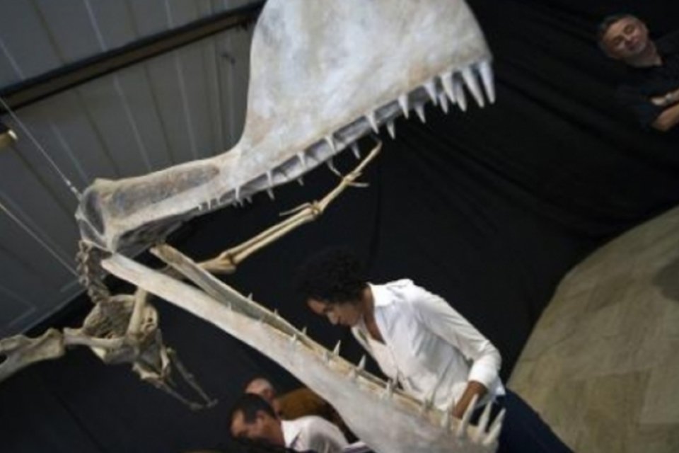 Descoberta no Brasil nova espécie de animal pré-histórico voador