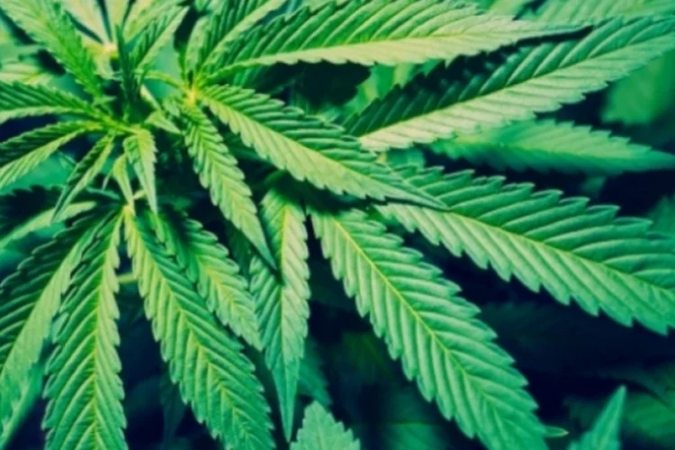 maconha (Getty Images)