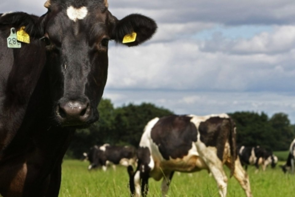 Tecnologia usada pela Dell transforma flatulência de vacas em sacolas plásticas