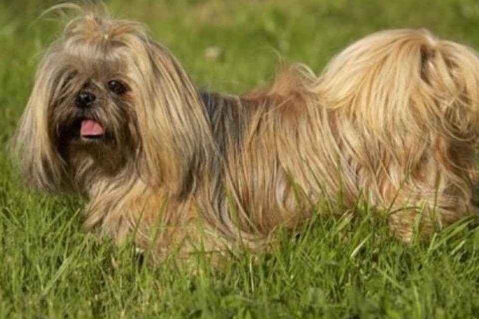 Mulher tem braço e pernas amputados por infecção canina