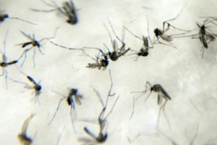 dengue (afp.com / Fábio Rodrigues Pozzebom)