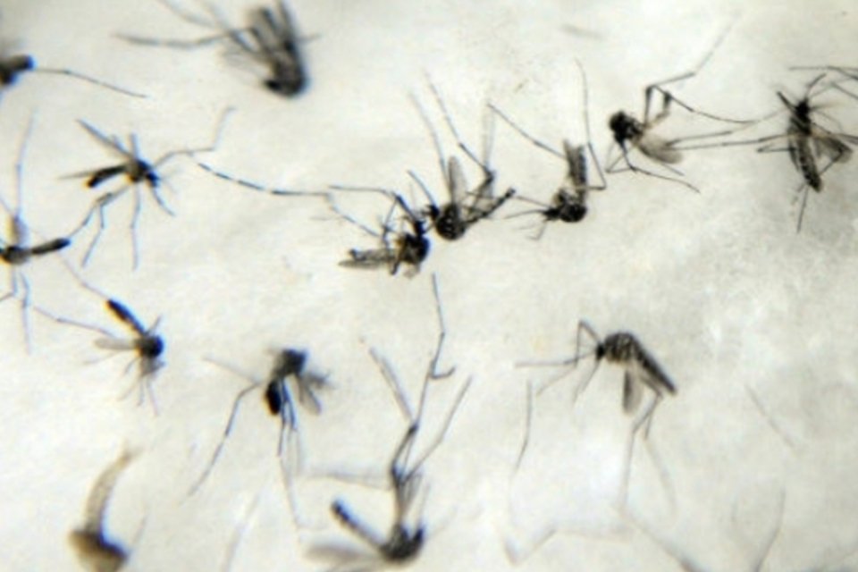 Pesquisador adverte sobre risco de dengue durante a Copa