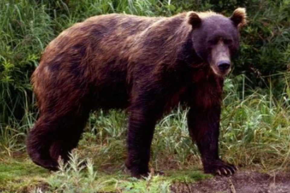 Osso de pênis de urso mais antigo do planeta é encontrado na Espanha